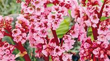 Eden’s Magic Giant: noted for its attractive mid-pink flowers on deep-red stems for many weeks in spring as well as large crumpled leaves - credit all images: Floramedia
